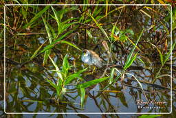 Pântano Kaw (388) Porphyrio flavirostris