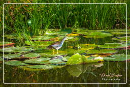 Azure gallinule, Kaw Swamp (414)
