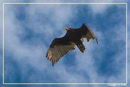 Kaw Swamp (520) Turkey vulture