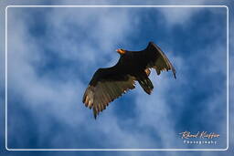 Turkey vulture, Kaw Swamp (520)