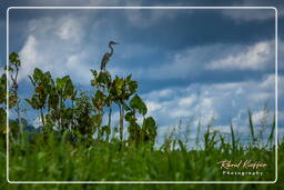 Cocoi heron, Kaw Swamp (528)
