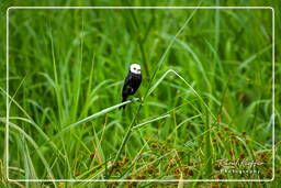 Kaw Swamp (545) White-headed marsh tyrant