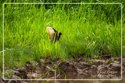 Kaw Swamp (550) Wattled jacana