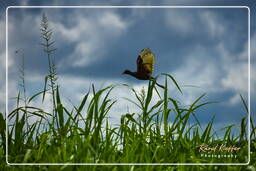 Kaw Swamp (558) Wattled jacana