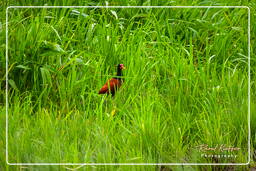 Wattled jacana, Kaw Swamp (563)