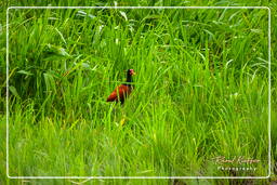 Palude di Kaw (563) Jacana dai barbigli