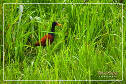 Palude di Kaw (564) Jacana dai barbigli