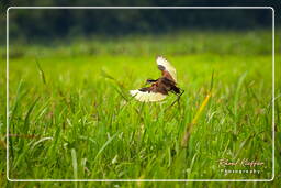 Jevenile wattled jacana, Kaw Swamp (592)