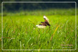 Palude di Kaw (592) Jacana dai barbigli giovanile