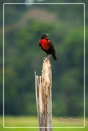 Red-breasted meadowlark, Kaw Swamp (615)