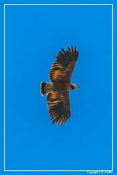 Palude di Kaw (663) Falco pescatore
