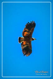 Osprey, Kaw Swamp (663)