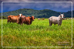 Pântano Kaw (674) Zebu