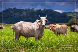 Pântano Kaw (676) Zebu