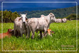 Kaw Swamp (679) Zebu