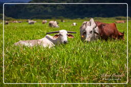 Pântano Kaw (705) Zebu