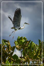 Cocoi heron, Kaw Swamp (724)