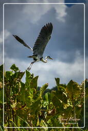 Cocoi heron, Kaw Swamp (727)