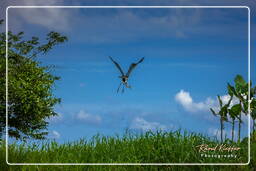 Cocoi heron, Kaw Swamp (862)