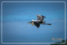 Cocoi heron, Kaw Swamp (872)