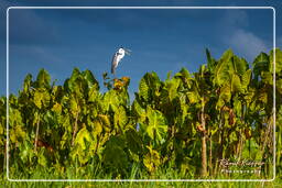 Pântano Kaw (884) Ardea cocoi