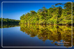 Fleuve Kourou (9)