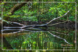 Fiume Kourou (40)