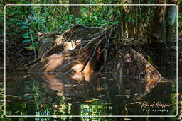 Kourou River (45)