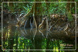 Kourou River (59)