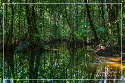 Kourou River (63)