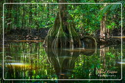 Fiume Kourou (68)