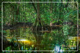 Kourou River (71)