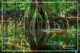 Kourou River (75)