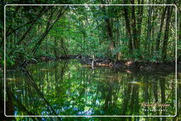 Fiume Kourou (79)