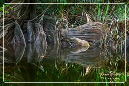 Kourou Fluss (146)