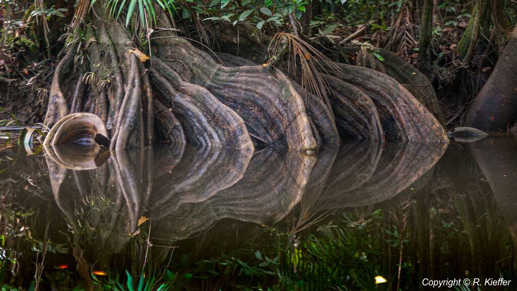 Fiume Kourou (157)