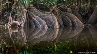 Kourou Fluss (157)