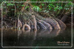 Kourou River (173)