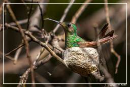 Kourou Fluss (232) Kolibri