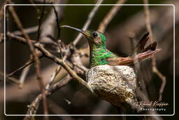 Fleuve Kourou (232) Colibri