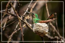 Kourou Fluss (236) Kolibri