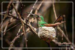 Fiume Kourou (236) Colibri