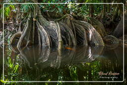 Kourou River (253)