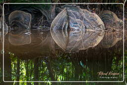 Kourou River (273)