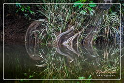 Kourou River (277)