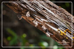 Bat, Kourou River (293)