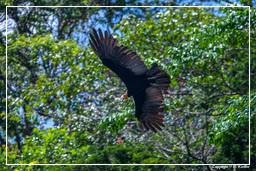 Kourou River (373) Turkey vulture