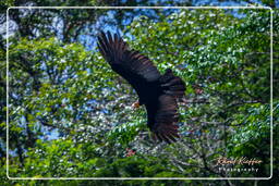 Turkey vulture, Kourou River (373)
