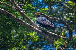 Kourou River (387) Turkey vulture