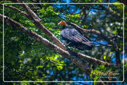 Turkey vulture, Kourou River (387)